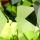 Close-up of a textured peridot art deco jewelry shop
